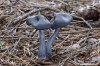 Závojenka lesklá (Houby), Entoloma nitidum (Fungi)